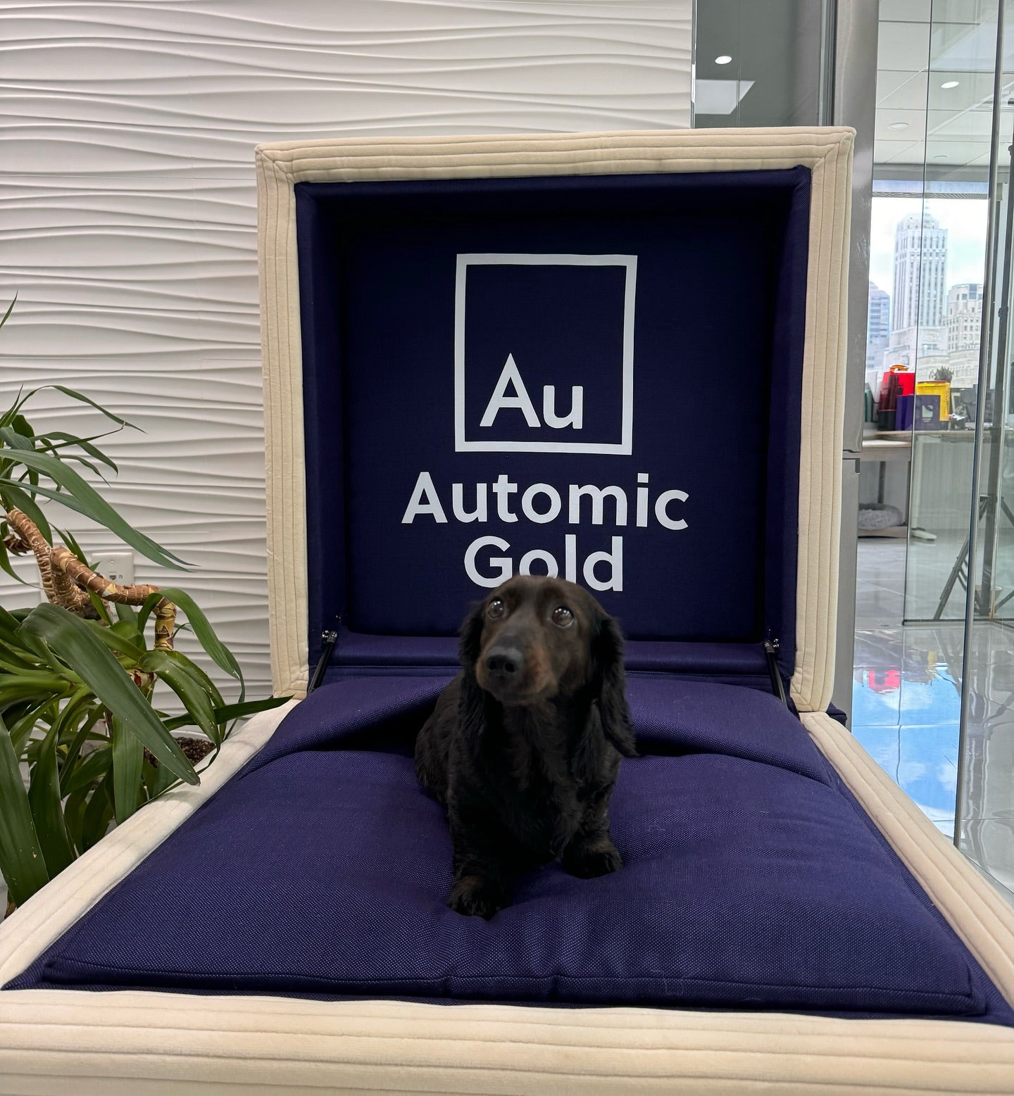 Luna sitting on our custom Automic Gold ring box chair in our showroom
