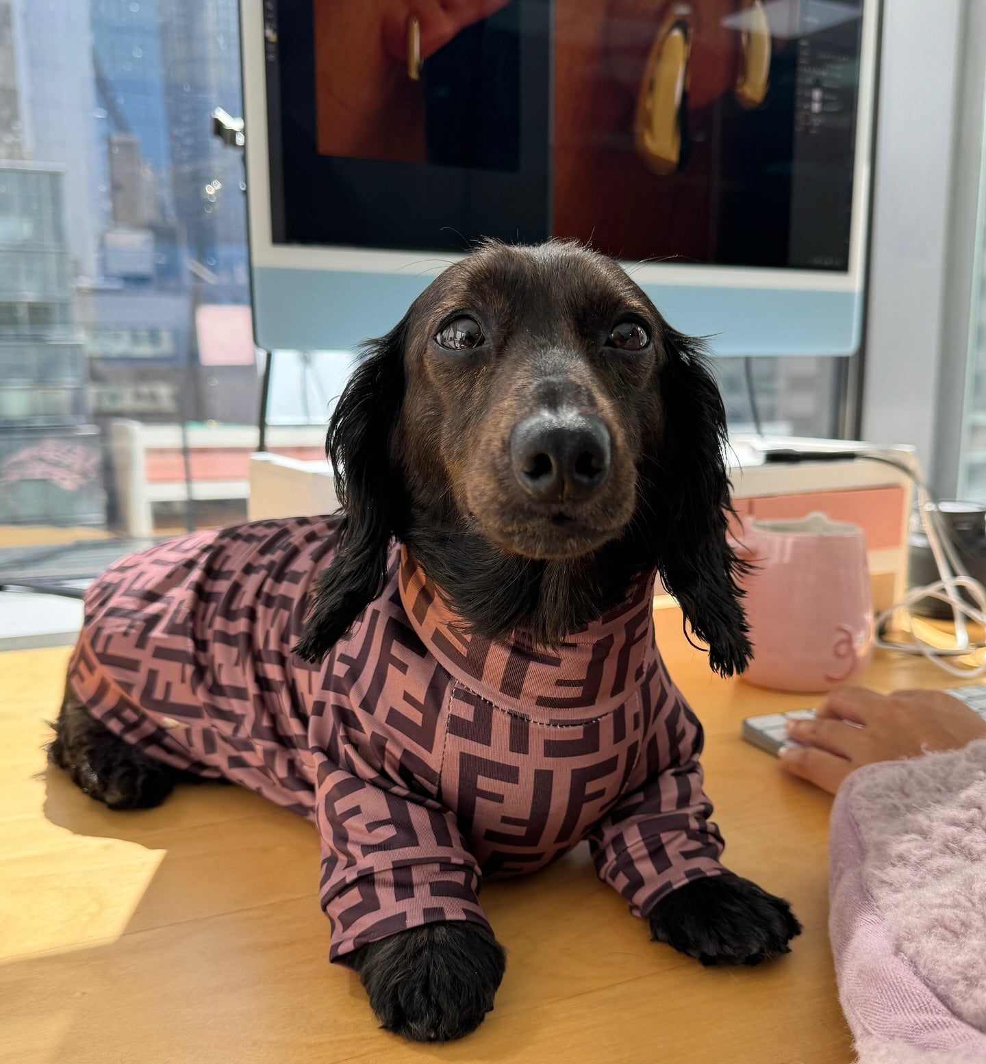 Luna sitting on an employees desk