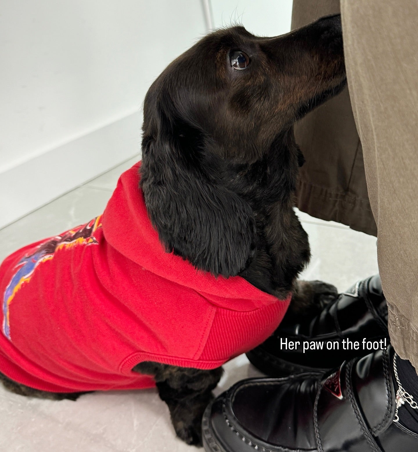 Luna greeting a customer by putting her paw on their foot